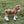 Load image into Gallery viewer, Mixed Animal Figure Set
