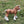 Load image into Gallery viewer, Mixed Animal Figure Set
